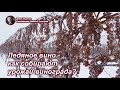 Ледяное вино - как собирают урожай винограда?