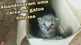 Abandonaram uma caixa de gatos filhotes by Floquinho o Gato 801 views 1 year ago 2 minutes, 52 seconds