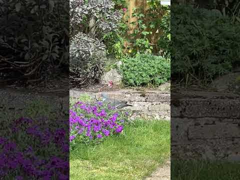 Look who’s there?👀#enjoying #life #wow #beautiful #bird #trending #wildlife #pigeon #life #shorts