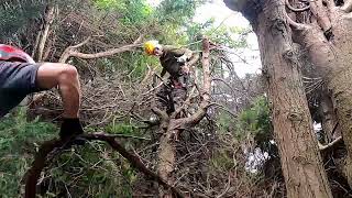 Captains Holiday  Horror hedge from hell #treeclimber #beefheart #music