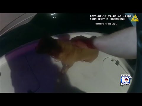 Video: Pet Scoop: Chihuahua Uložené v prenasledovaní šteňa, morská korytnačka liečená v ľudskej nemocnici