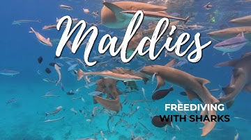 Lặn với cá mập ở Maldives