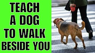 How To TEACH A Dog To Walk Beside You!