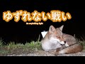 キツネのメス同士のゆずれない戦い━争いのあとに訪れるほどけた時間
