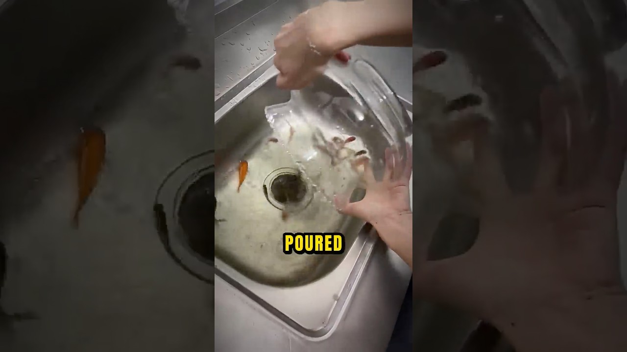 Cleaning Fish Tank The WRONG Way...