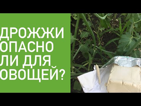 ДРОЖЖИ В ОГОРОДЕ. ОПАСНО?