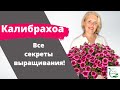 Калибрахоа. Как приручить красавицу на зависть всем!!!