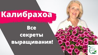 Калибрахоа. Как приручить красавицу на зависть всем!!!