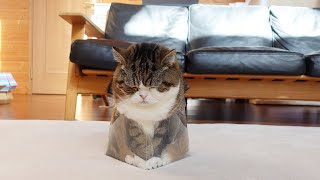 小さ過ぎた透明な箱とねこ。-Too small clear box and Maru.-