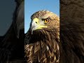 Eagle life in rock mountains #wildlife #animaldocumentary #naturallife