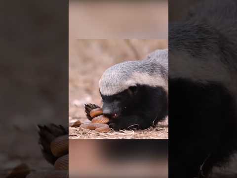 Видео: Семейство Куних - хищни бозайници