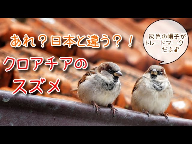 日本と違う クロアチアのスズメ イエスズメ Feeding House Sparrows Zagreb Croatia Youtube 日本と違う クロアチアのスズメ イエスズメ Feeding House Sparrows Zagreb Croatia Youtube