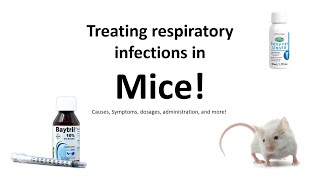 Treating and identifying respiratory infections in mice - A beginners guide