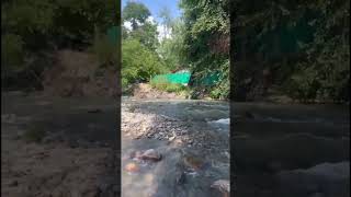 #forestlife #shortsfeed #shortsviral #shortsvideo #shorts #trendingshorts #travel #forest #viral