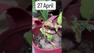 घरात फुललेलं सुरण ☀️२० दिवसांची वेगळी कथा Elephant Yam ( Jimmy kanda) Flower from Basket to Pot