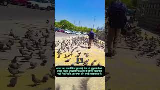 kabutaron ka bhi hota hai apna sansaar 🐦‍⬛ #animalcare #love