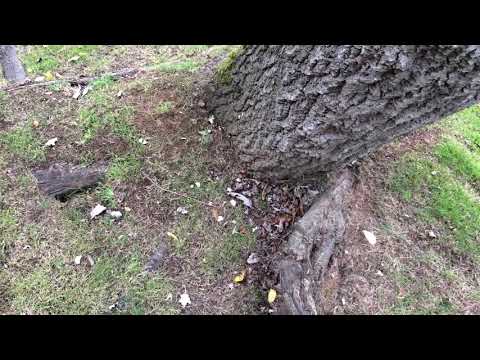 White Poplar Populus alba bole roots September 2017