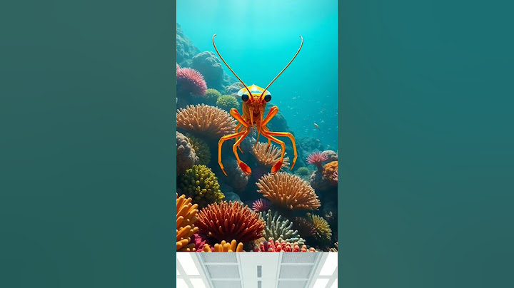 Mantis Shrimp: The Ocean's Tiny, Mighty Punching Powerhouse!