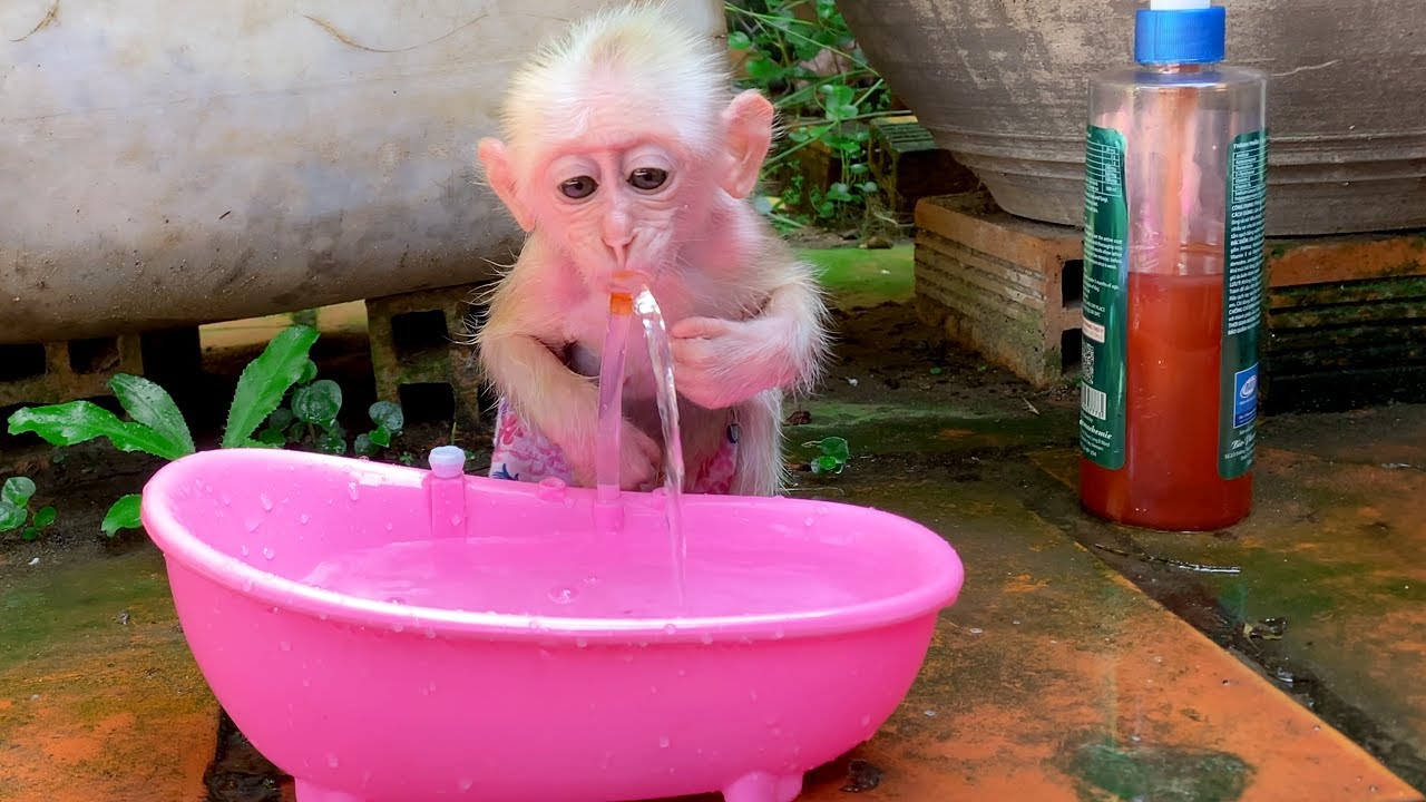 When the Lovely Alu Alu baby monkey with the bathtub
