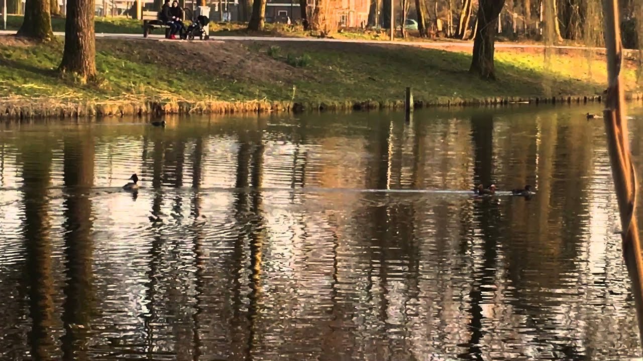 Mandarin Duck, male and female, Great Crested Grebe