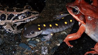 I Went Road Cruising for Salamanders and Frogs!