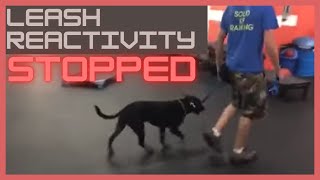 Dog leash reactivity stopped in minutes | Solid K9 Training Dog Training