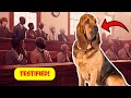 Is Evidence from Bloodhounds Admissible in Court?