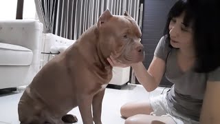 Anjing Pitbull Galak Bisa Nurut Perintah Apa Aja...