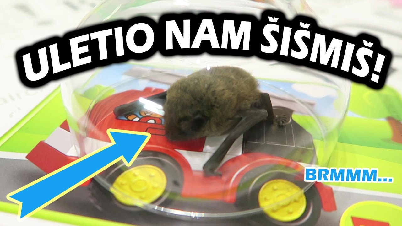 Uletio nam šišmiš! ... VLOG#43