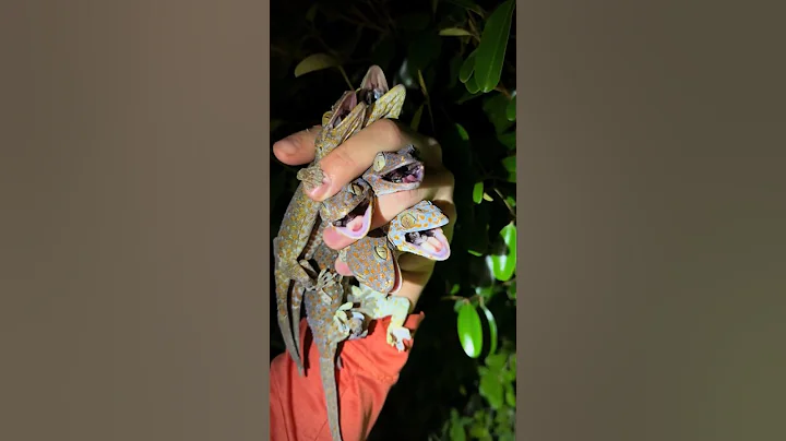 I got yoinked #snake#youtube#viral#wildlife#animals#alligator#everglades#crocodile#crazy