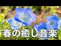 【春の癒しBGM】春を感じて心が落ち着く優しいリラックス音楽、自律神経を整え不安やストレス解消のためのヒーリングミュージック/睡眠用・作業用・勉強用BGM
