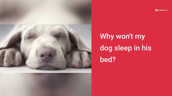 Why won't my dog sleep in his bed? here is a top 5 reasons