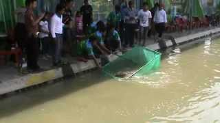 Saung Desa....Strike Arapaima 60 kg (arwana pancing-Karawang)