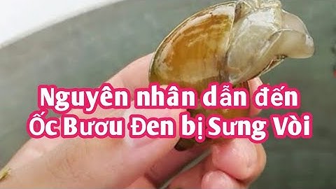 Nguyên nhân và cách phòng bệnh Sưng Vòi trên ốc Bươu Đen