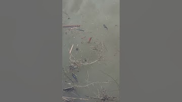 Finding a clogged overflow in a pond.