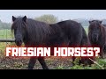 Hurry, horses, hay and hubby! | Friesian Horses