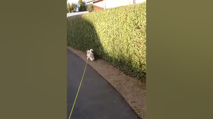Ude at gå med min hund