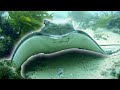 Eagle ray makes quick getaway from diver