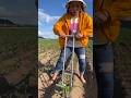 Essential farming tool for rural farmers | Helpful seedlings planting tool for corn farming #tools
