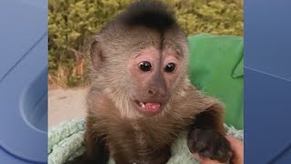 Monkey calls 911 from zoo phone