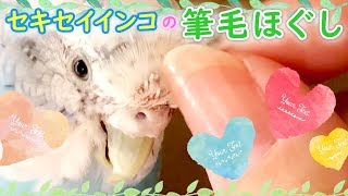 Budgerigar's 'care' is gentle and polite [vlog018]