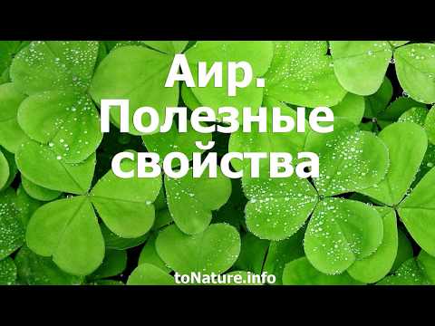 Аир. Полезные свойства и противопоказания