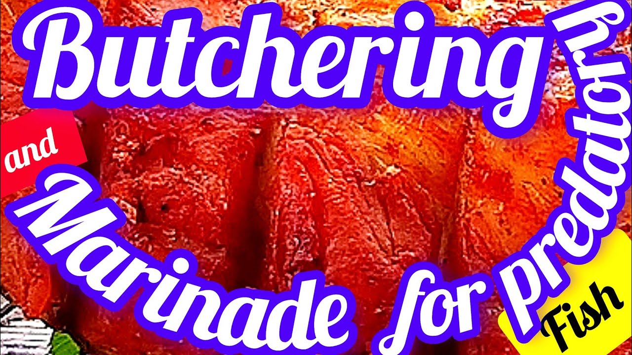 FISH Cooking Recipe|Butchering and marinade for predatory fish ...