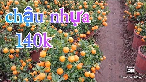 quất chậu nhựa vừa, quất tết, quất cảnh.lh0975221559