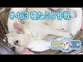 No.463 寝たふり作戦【 二代目フレンチブルドッグのミルコ French bulldog , MIRCO THE SECOND 】