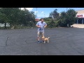 How to train a dog to walk on a loose leash