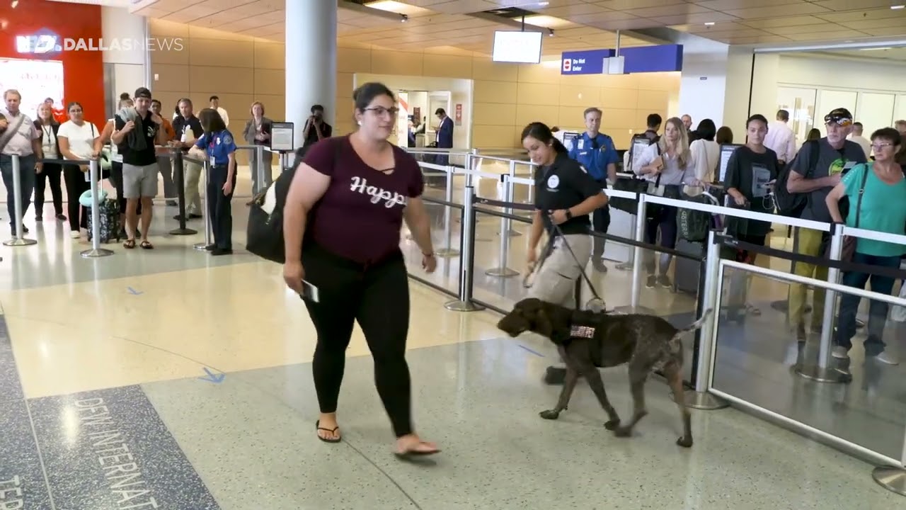 "Inside TSA's Canine Unit at DFW Airport: Meet the K9 Heroes"