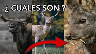 ¿Cuál es la diferencia entre un ciervo y un venado?
