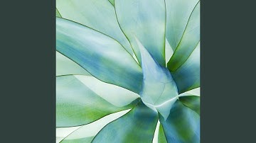 Glorious Backdrops for Deluxe Augusts