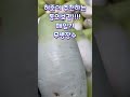 #동의보감에서 추천하는 추천식 #관리#건강정보#미나리#꿀#마#무#gardening #미르스가든제라늄 #shorts